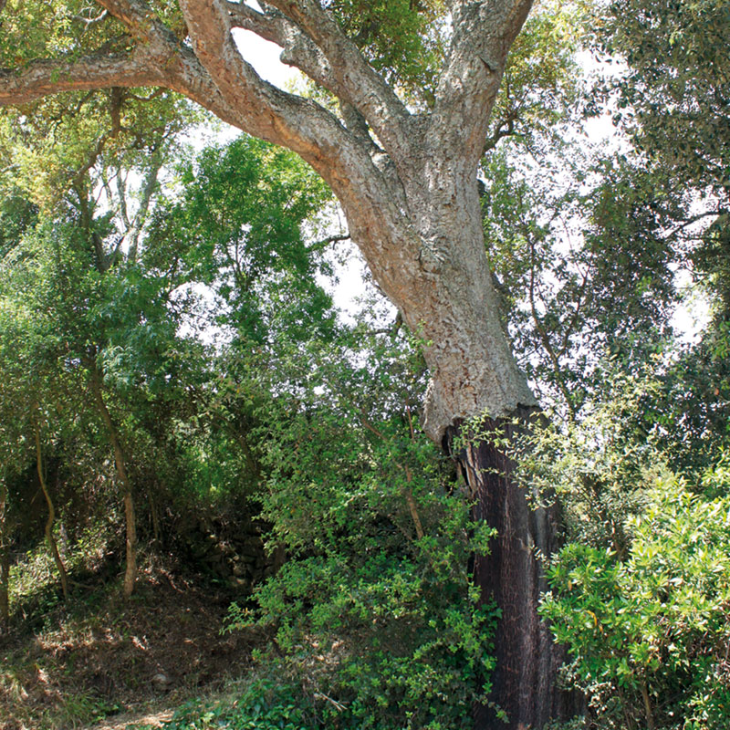 Empordà, Camins del Vi